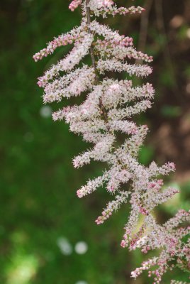 Tamarix parviflora - tamaryšek malokvětý - květ